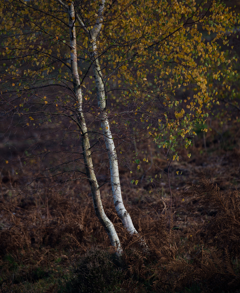 Autumn Birch Trunks,  Turf Hill